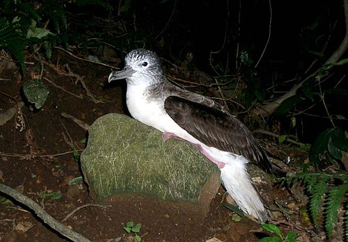 Streaked shearwater